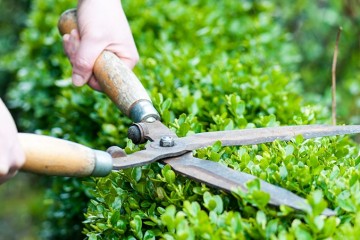 Maintenance of Landscaping / Gardens & Indoor Plants