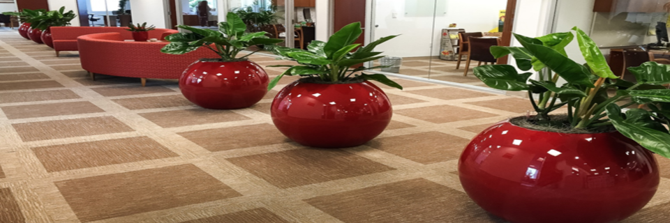 Indoor Plants that beautify your interior